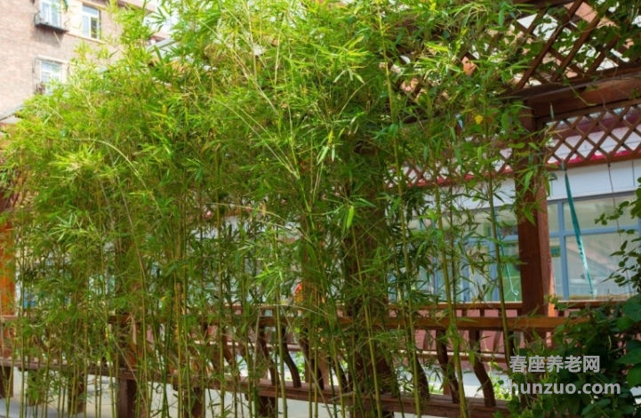 陶乐养老长虹公园分院